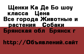 Щенки Ка Де Бо шоу класса › Цена ­ 60 000 - Все города Животные и растения » Собаки   . Брянская обл.,Брянск г.